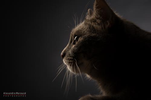 shooting-studio-animaux (1)