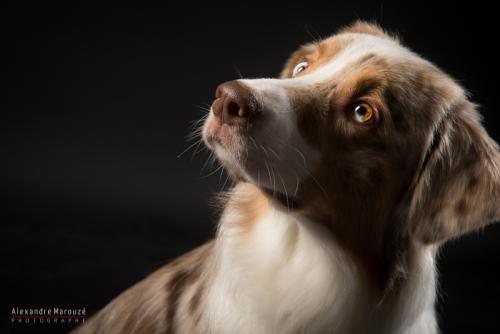 shooting-studio-animaux (12)