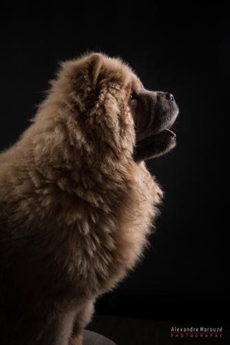 shooting-studio-animaux (16)