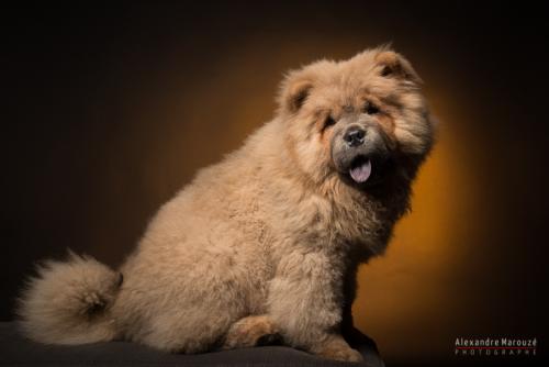 shooting-studio-animaux (17)