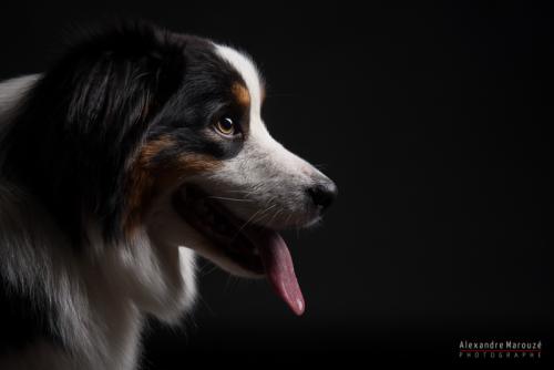 shooting-studio-animaux (20)