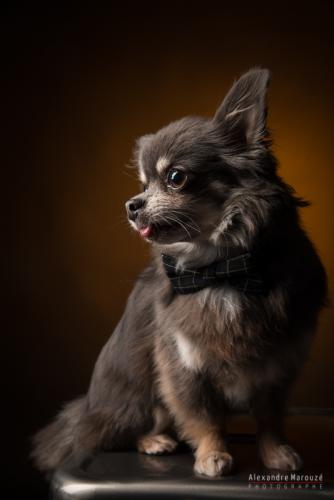 shooting-studio-animaux (22)