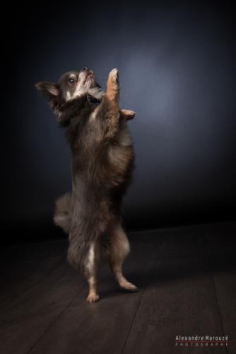 shooting-studio-animaux (25)