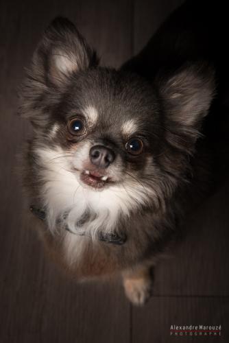 shooting-studio-animaux (26)