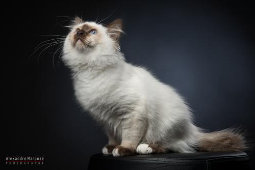 shooting-studio-animaux (28)