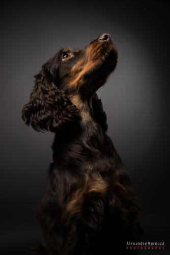 shooting-studio-animaux (3)