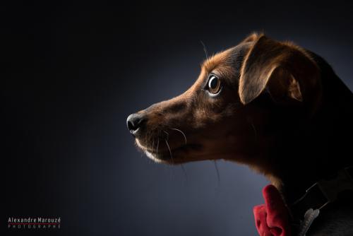 shooting-studio-animaux (38)