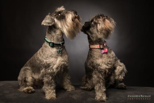 shooting-studio-animaux (40)