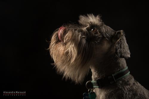 shooting-studio-animaux (41)