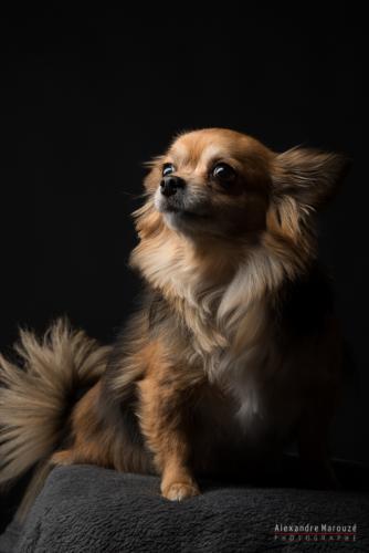 shooting-studio-animaux (43)