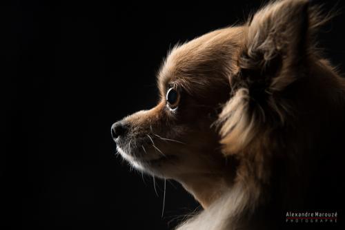 shooting-studio-animaux (44)