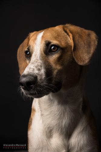 shooting-studio-animaux (61)