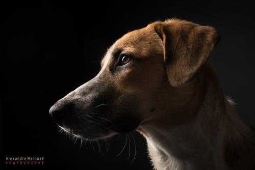 shooting-studio-animaux (62)