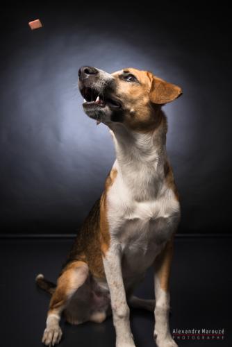 shooting-studio-animaux (64)